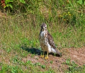 Hawk604
